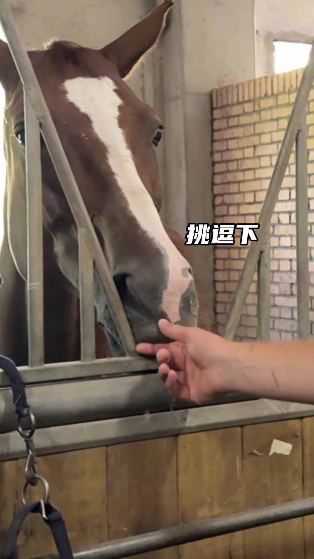 心心念念的马儿终于见到了兄弟们猜猜约老师有没有挑一匹回家